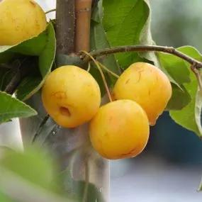 Butterball Crabapple (Malus butterball) 1